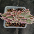 Aeonium sunburst monster form