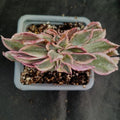 Aeonium sunburst monster form
