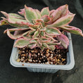 Aeonium sunburst monster form