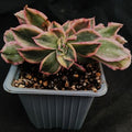 Aeonium sunburst monster form