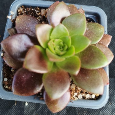 Aeonium velour