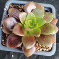 Aeonium velour