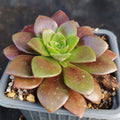 Aeonium velour