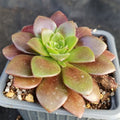 Aeonium velour