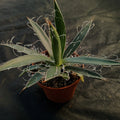 Agave filifera