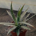 Agave filifera