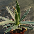 Agave filifera