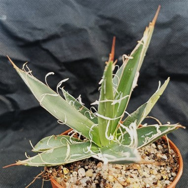 Agave filifera