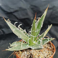 Agave filifera