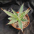 Agave filifera