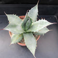 Agave parrasana ‘Triumphant’