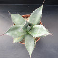 Agave parrasana ‘Triumphant’