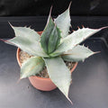 Agave parrasana ‘Triumphant’
