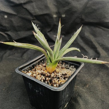 Agave polianthiflora