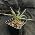 Agave polianthiflora