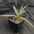 Agave polianthiflora