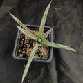 Agave polianthiflora