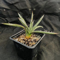 Agave polianthiflora