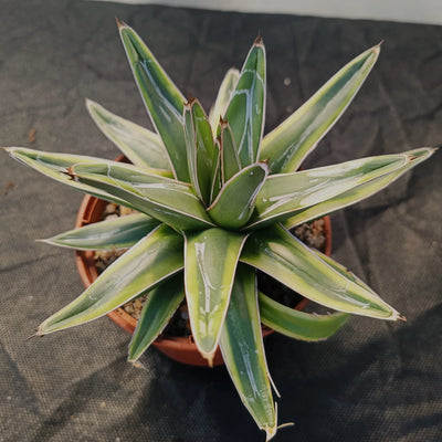 Agave regina victoriae variegata