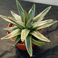Agave regina victoriae variegata