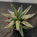 Agave regina victoriae variegata