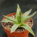 Agave regina victoriae variegata