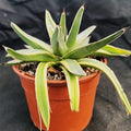Agave regina victoriae variegata