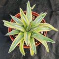 Agave regina victoriae variegata