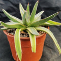Agave regina victoriae variegata
