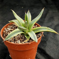 Agave regina victoriae variegata