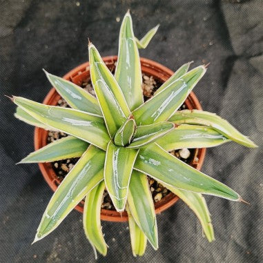 Agave regina victoriae variegata