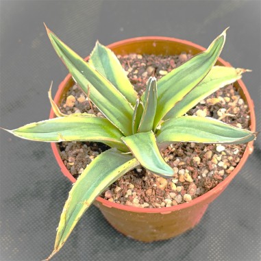 Agave regina victoriae variegata