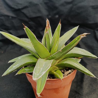 Agave regina victoriae