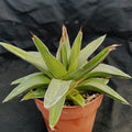 Agave regina victoriae