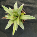 Agave regina victoriae