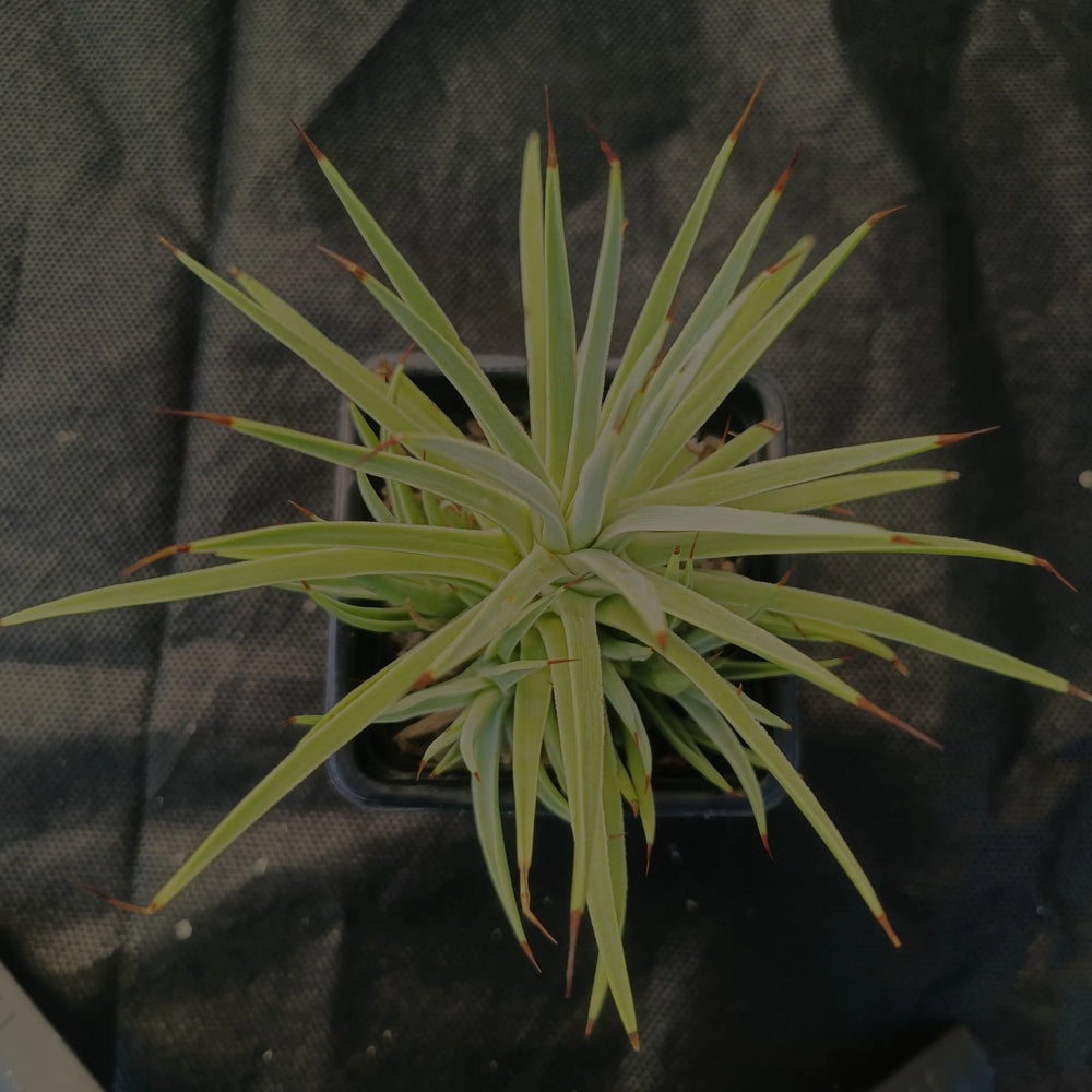 Agave stricta nana