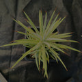 Agave stricta nana