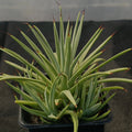 Agave stricta nana
