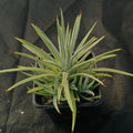 Agave stricta nana