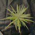 Agave stricta nana