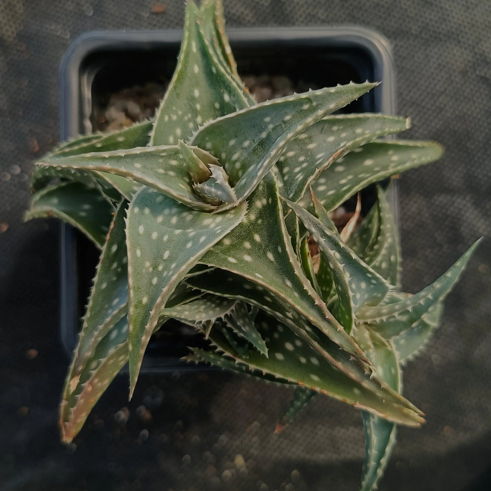 Aloe "Cha Cha"