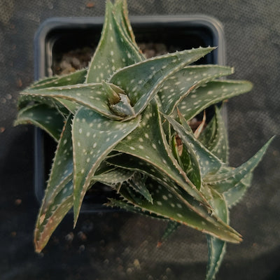 Aloe "Cha Cha"