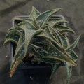 Aloe "Cha Cha"