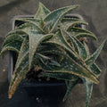 Aloe "Cha Cha"