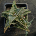 Aloe "Cha Cha"