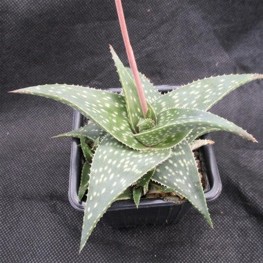 Aloe "Cha Cha"