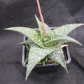 Aloe "Cha Cha"