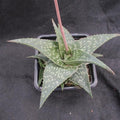 Aloe "Cha Cha"