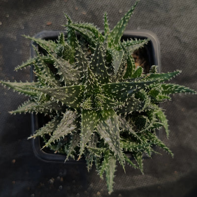 Aloe descoingsii x haworthioides