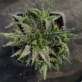 Aloe descoingsii x haworthioides